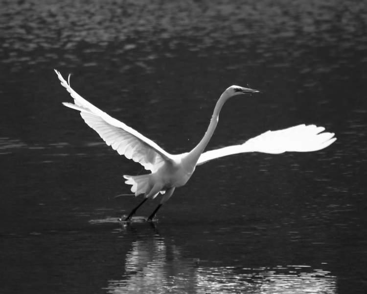 2013 05 20 IMG 07219ebw